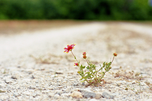 Grow Out Of It